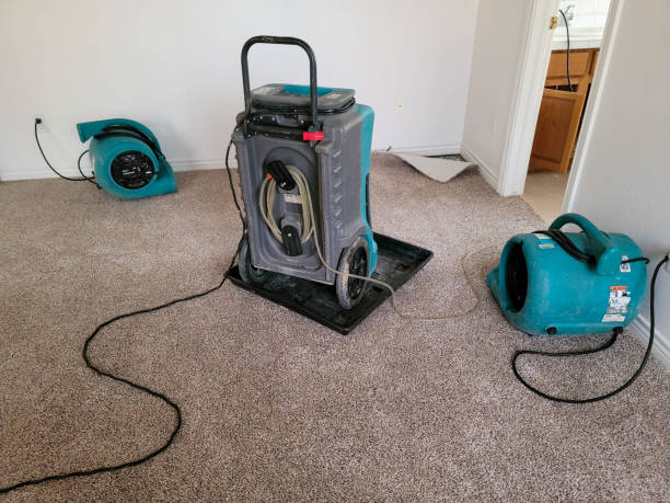 Best Flood damage cleanup  in Dolan Springs, AZ