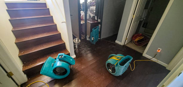 Best Water damage cleanup near me  in Dolan Springs, AZ