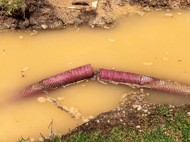 Best Local water damage restoration  in Dolan Springs, AZ