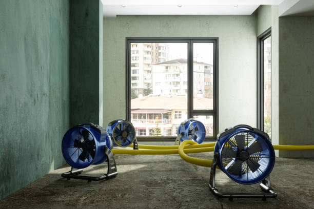 Best Water damage contractors near me  in Dolan Springs, AZ
