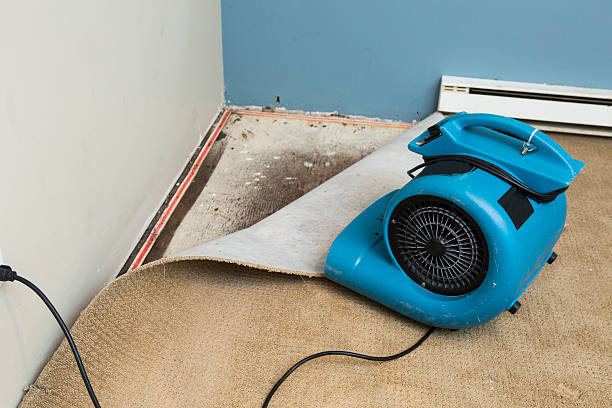 Best Ceiling water damage repair  in Dolan Springs, AZ